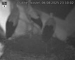 Capi_Dubne_20250806_231002.jpg