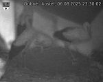 Capi_Dubne_20250806_233002.jpg