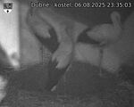 Capi_Dubne_20250806_233503.jpg