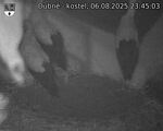 Capi_Dubne_20250806_234503.jpg