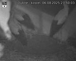 Capi_Dubne_20250806_235003.jpg