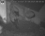 Capi_Dubne_20250807_000502.jpg
