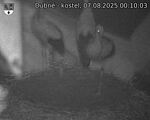 Capi_Dubne_20250807_001003.jpg