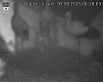 Capi_Dubne_20250807_002003.jpg