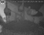 Capi_Dubne_20250807_003003.jpg