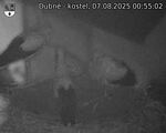 Capi_Dubne_20250807_005502.jpg
