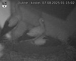 Capi_Dubne_20250807_011502.jpg
