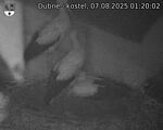 Capi_Dubne_20250807_012002.jpg