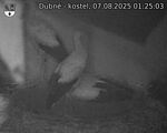 Capi_Dubne_20250807_012503.jpg