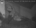 Capi_Dubne_20250807_013503.jpg