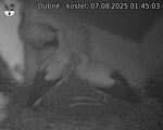 Capi_Dubne_20250807_014503.jpg