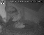Capi_Dubne_20250807_015002.jpg