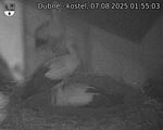 Capi_Dubne_20250807_015503.jpg