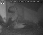 Capi_Dubne_20250807_020002.jpg