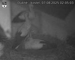 Capi_Dubne_20250807_020503.jpg