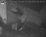 Capi_Dubne_20250807_022502.jpg