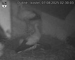 Capi_Dubne_20250807_023003.jpg