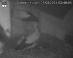 Capi_Dubne_20250807_024003.jpg