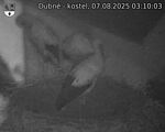 Capi_Dubne_20250807_031003.jpg