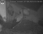Capi_Dubne_20250807_035003.jpg