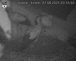 Capi_Dubne_20250807_035502.jpg