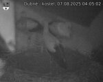 Capi_Dubne_20250807_040502.jpg