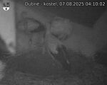 Capi_Dubne_20250807_041002.jpg