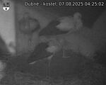 Capi_Dubne_20250807_042502.jpg