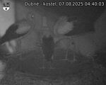 Capi_Dubne_20250807_044003.jpg