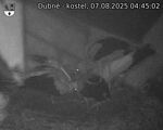 Capi_Dubne_20250807_044502.jpg