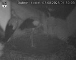 Capi_Dubne_20250807_045003.jpg