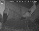 Capi_Dubne_20250807_045502.jpg