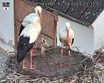 Capi_Dubne_20250807_053502.jpg