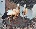 Capi_Dubne_20250807_055504.jpg
