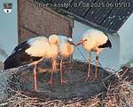 Capi_Dubne_20250807_060503.jpg
