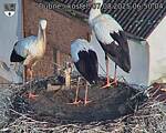 Capi_Dubne_20250807_065004.jpg