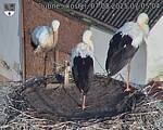 Capi_Dubne_20250807_070504.jpg