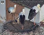 Capi_Dubne_20250807_071004.jpg