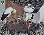 Capi_Dubne_20250807_072503.jpg