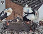 Capi_Dubne_20250807_073504.jpg