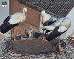 Capi_Dubne_20250807_074003.jpg
