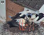 Capi_Dubne_20250807_074503.jpg
