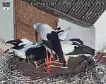 Capi_Dubne_20250807_075003.jpg