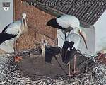 Capi_Dubne_20250807_075504.jpg