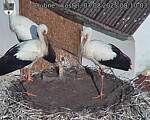 Capi_Dubne_20250807_081003.jpg