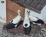 Capi_Dubne_20250807_095003.jpg