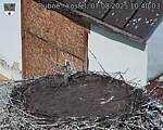 Capi_Dubne_20250807_104003.jpg