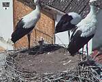 Capi_Dubne_20250807_130004.jpg