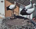 Capi_Dubne_20250807_131502.jpg
