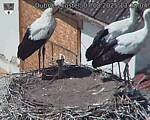 Capi_Dubne_20250807_132004.jpg